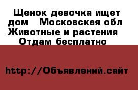 Щенок-девочка ищет дом - Московская обл. Животные и растения » Отдам бесплатно   